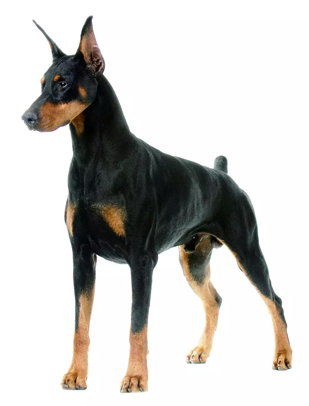 杜宾德系和美系的结合体,杜宾德系和美系的的区别