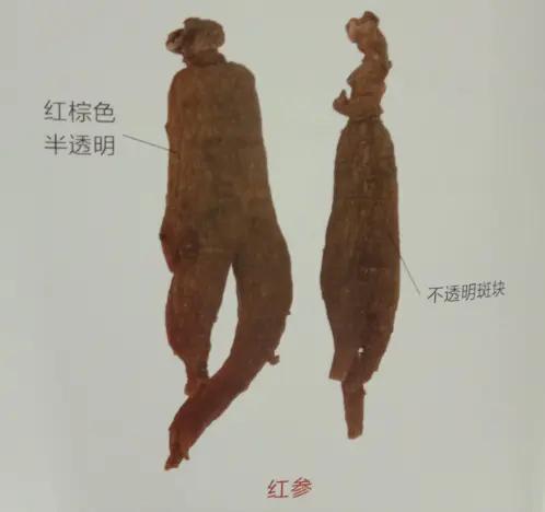 人参红参西洋参的来源及性状特征,人参红参西洋参党参的功效与作用