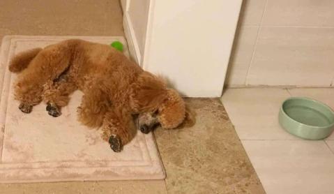 泰迪犬的便便怎么处理,幼犬泰迪大便稀臭怎么办