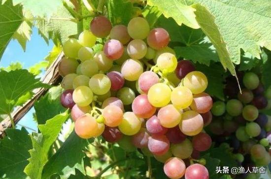 葡萄精细化管理,葡萄产业发展的问题及对策