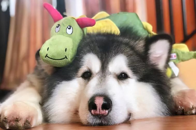 阿拉斯加犬偏瘦怎么办,阿拉斯加瘦弱怎么办