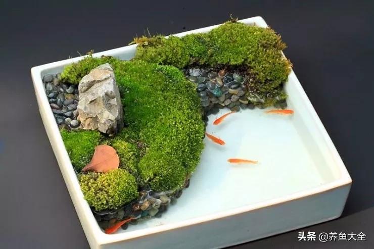 什么金鱼好养又好看,养哪种金鱼又好看又好养