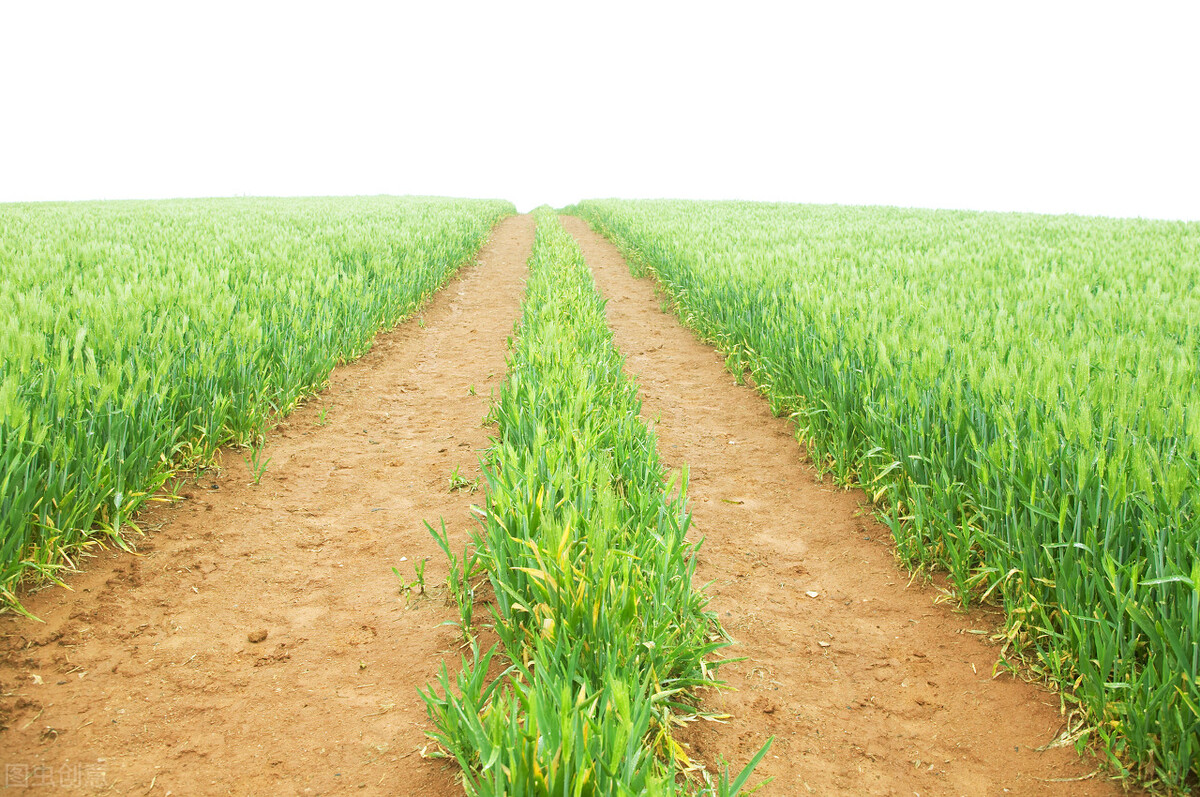 大麦若叶青汁可以减肥吗,日本大麦青汁减肥靠谱吗