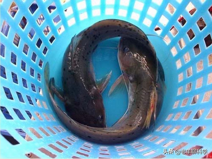 三男子猎捕芝麻剑被刑拘,3男子猎捕芝麻剑被刑拘