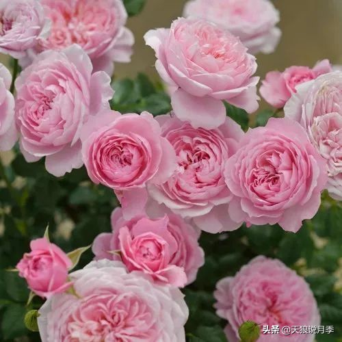四月最浪漫的蔷薇花,最浪漫的四月花