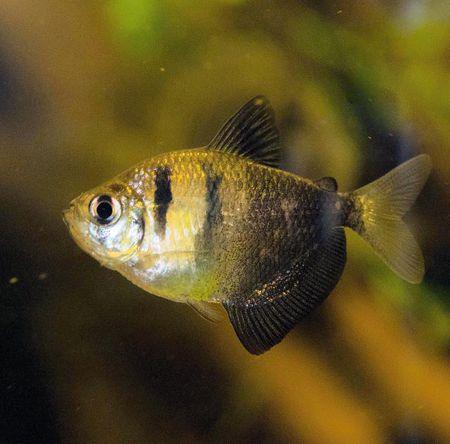 冬天不加温不打氧冻不死的观赏鱼,养不死的观赏鱼图片及名称价格表