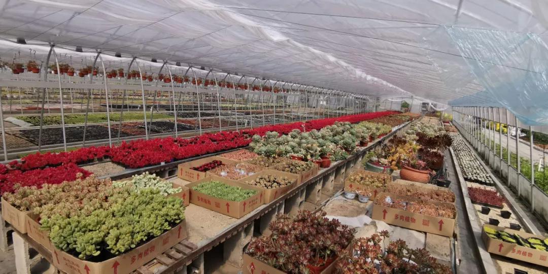 海淘多肉植物有哪些,在淘宝上卖多肉植物违法吗