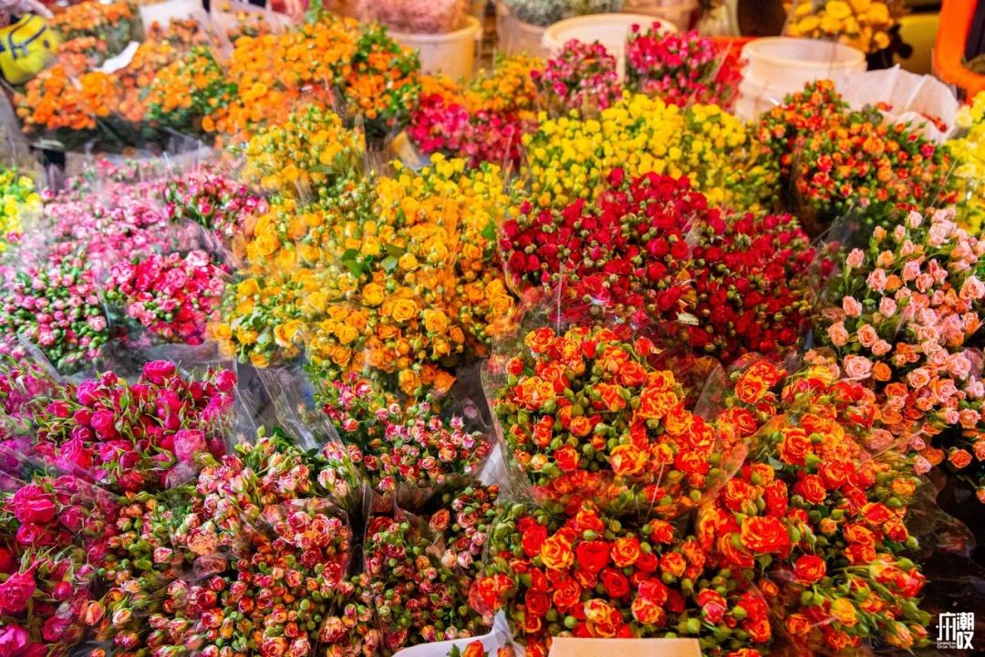 深夜去广州的花卉市场买花,如何逛斗南花卉市场买花便宜