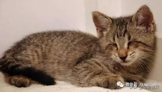 世界各国的著名动物,美国最著名的动物