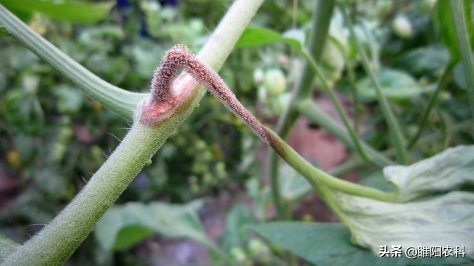 灰霉病很顽固,难根除,教你几个最有效的防治方法