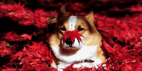 做个‘追枫少女’领略红叶之美！