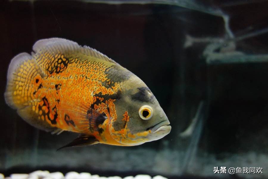 养鱼地图,鱼缸养地图鱼的正确方法