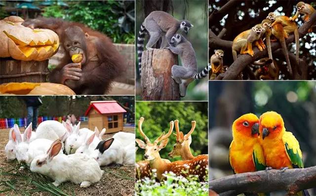 广州长隆野生动物世界附近的酒店,广州长隆酒店福利待遇