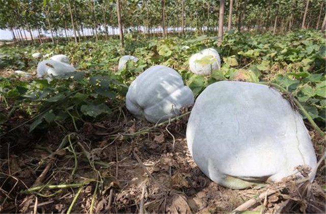 露地冬瓜催芽方法,露地冬瓜整枝管理技术