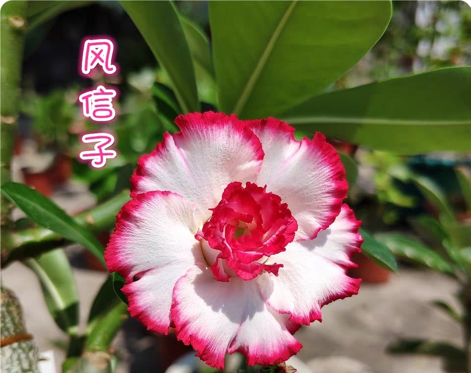 84个沙漠玫瑰品种，收起来慢慢看，待到来年春天选几种喜欢的养