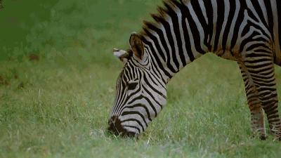 斑马斑马你不要睡着啦是什么意思,斑马斑马你不要睡着了什么意思