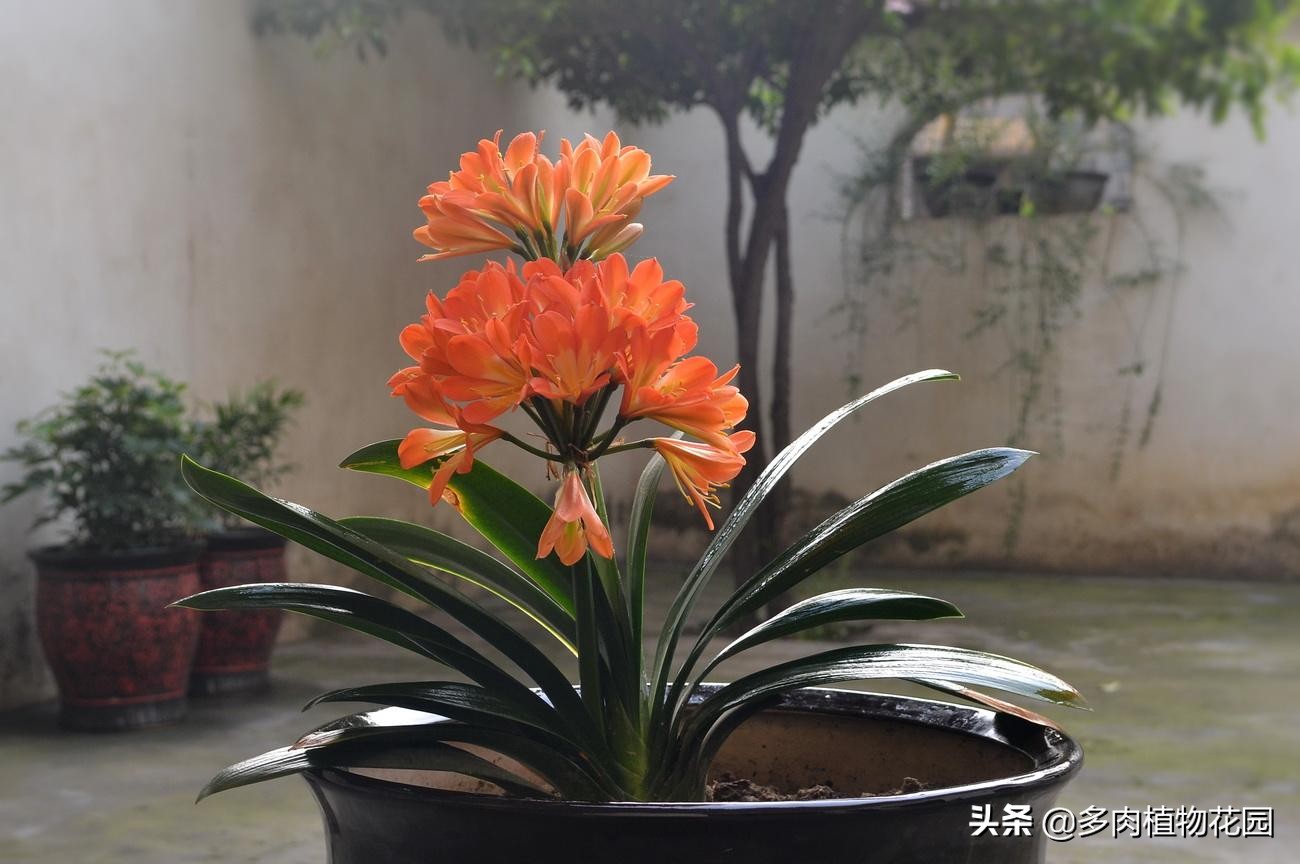 君子兰开花是先抽箭还是先出花苞,君子兰夹箭开花后花败了怎么处理