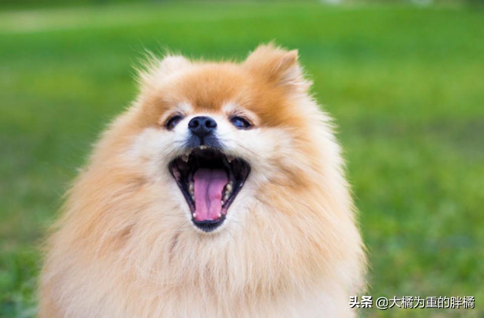 博美犬最怕三种东西,博美这几个部位不能打