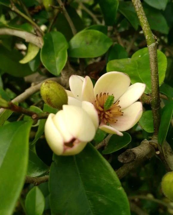 5种清香花,阳台养一盆,芬芳不断,家里清香四溢,异味全无