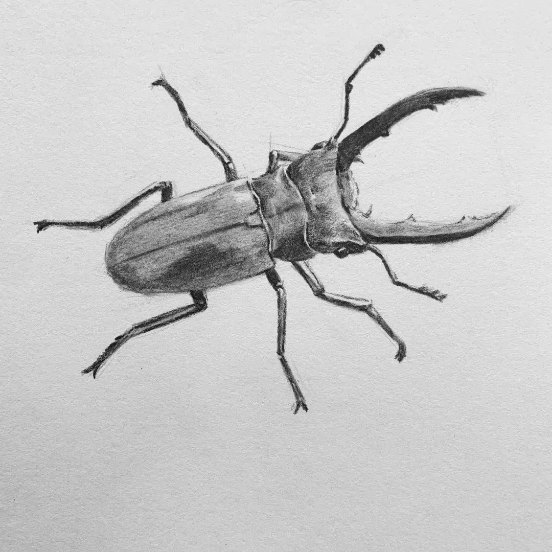 素描昆虫螳螂,甲壳虫素描图片简单画法