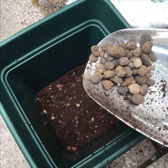 虎皮兰怎么养才长爆盆,虎皮兰怎么养得又宽又厚