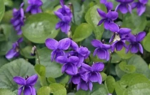 岩石花园景区,岩石园常用花卉