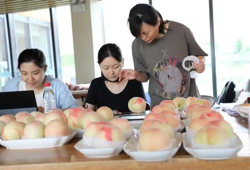 无锡阳山水蜜桃2019年桃王,一看就好吃玫瑰玫瑰