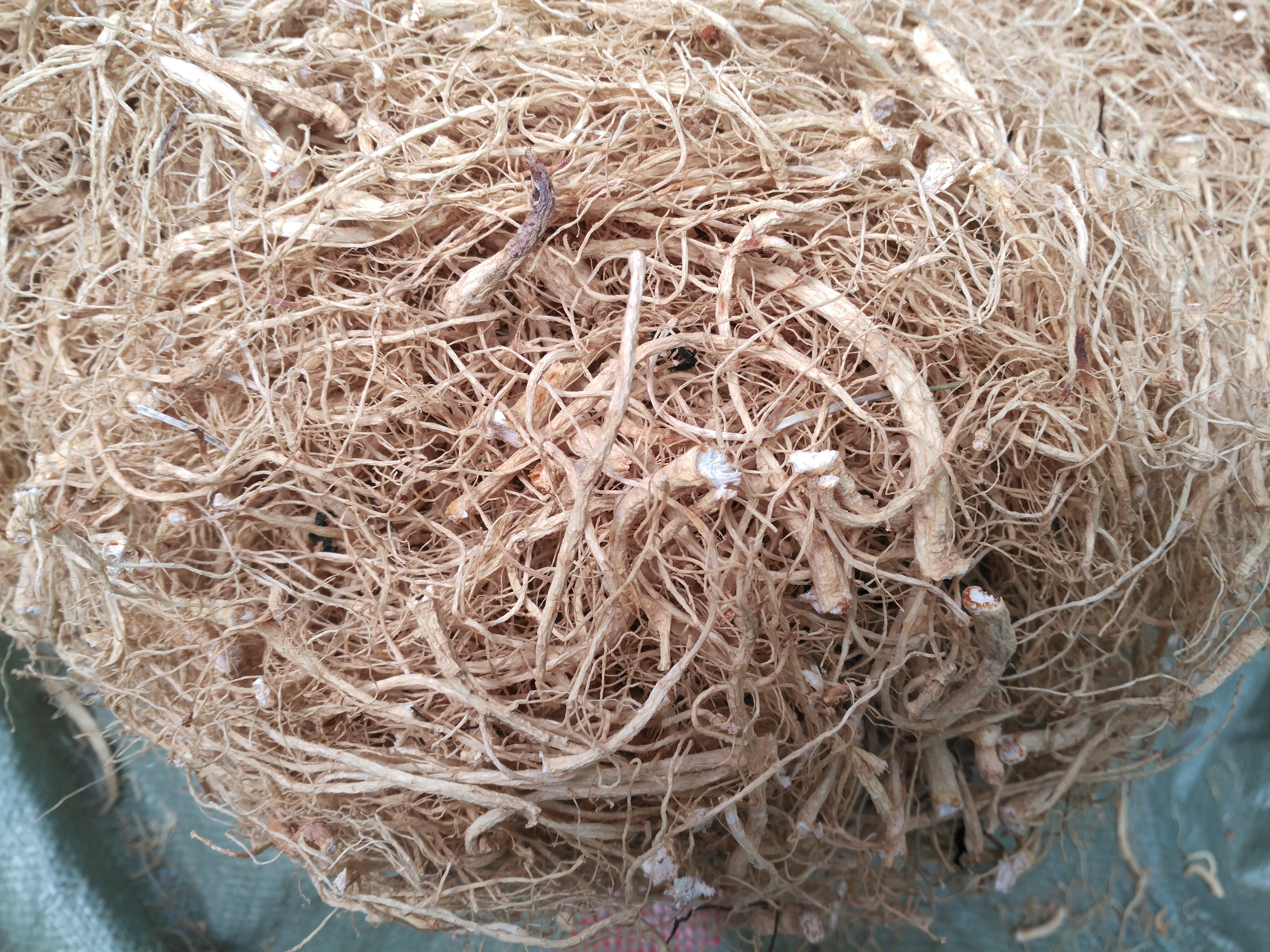 鲜参的加工详细方法,鲜参的种类大全