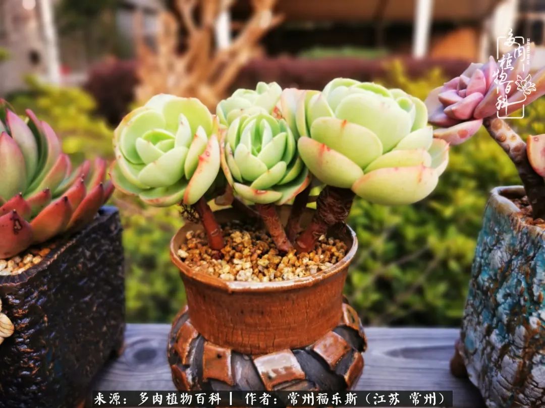 多肉是一处景物吗,多肉也有一道靓丽的风景