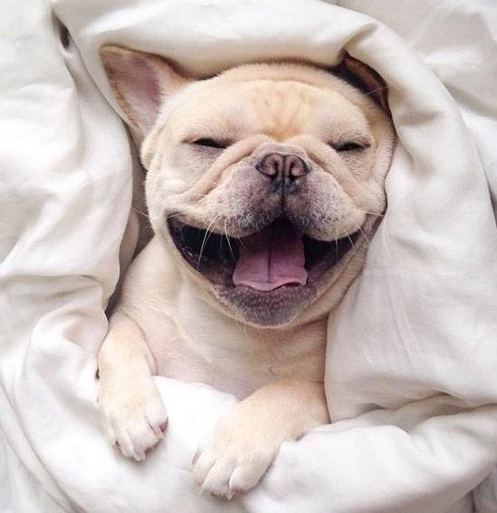 法国斗牛犬能成为“网红狗”，除价格贵之外，这些优点也是很亮眼