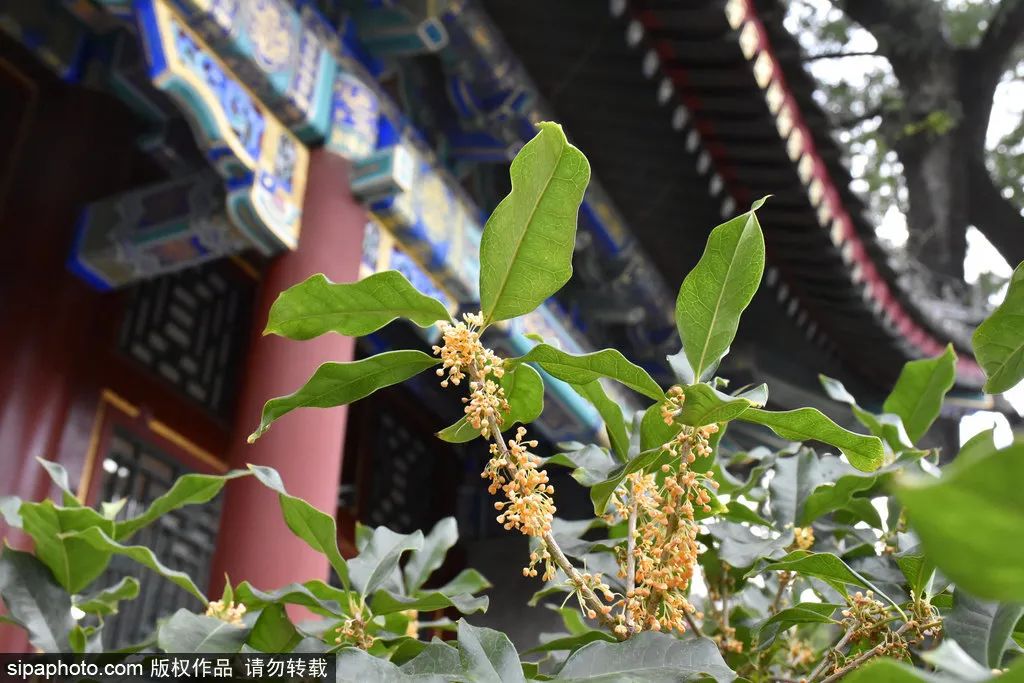 北京花海免费旅游,北京看花海最好的地方