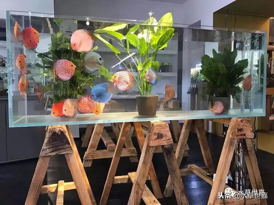 七彩神仙鱼水族箱布景,七彩神仙鱼苗繁殖技术