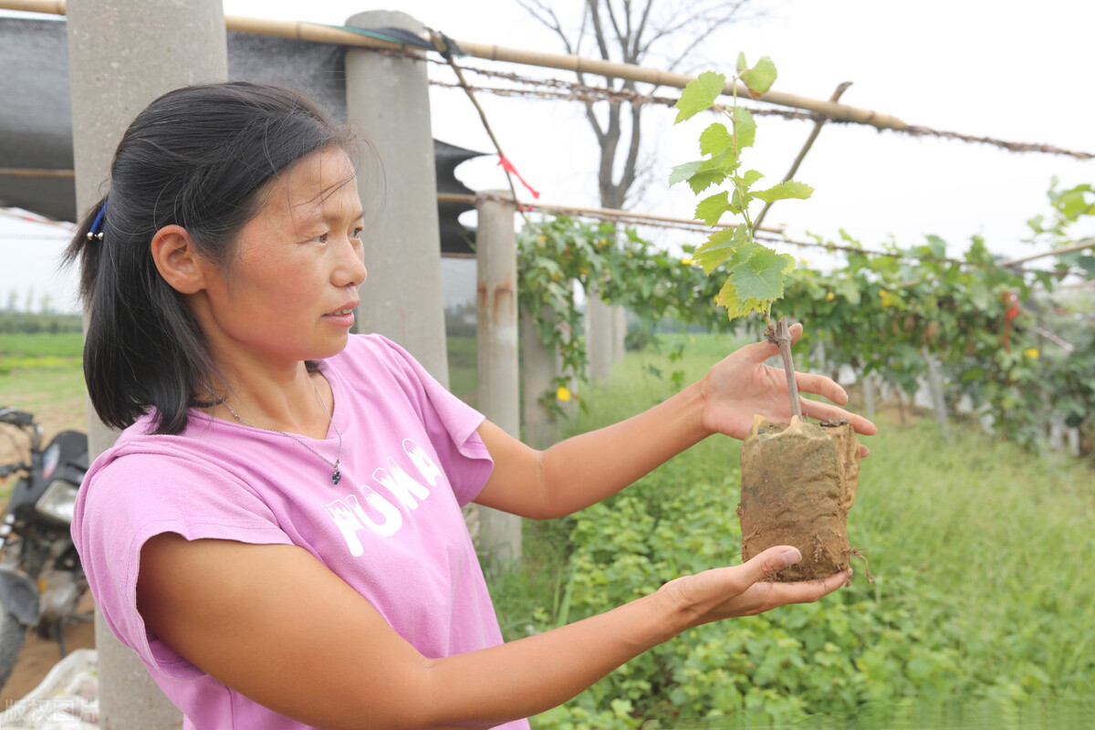 尿液对土壤有影响吗,土壤浇营养液能改善土壤吗