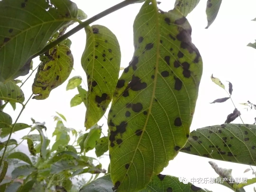 中生菌素能不能治疗核桃的黑斑病,核桃喷波尔多液后反而黑斑病多了