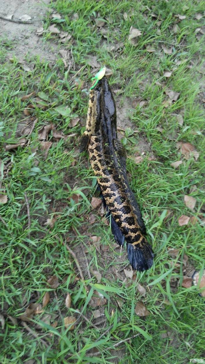 夏季台钓黑鱼怎么钓最好,夏季黑鱼路亚钓法教学