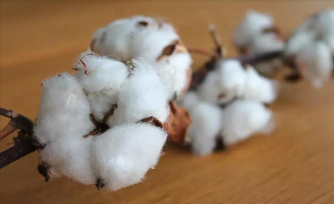 打底白t怎么选尺码,可以单穿一件打底白t吗