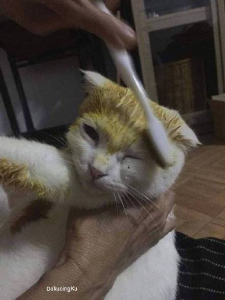 白猫染色皮卡丘,白猫染色成皮卡丘