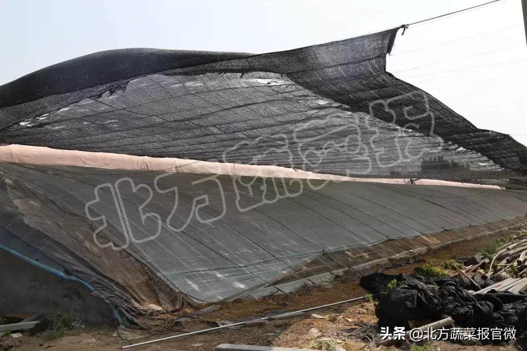 盆栽黄叶子怎么补救,黄头黄叶是什么原因