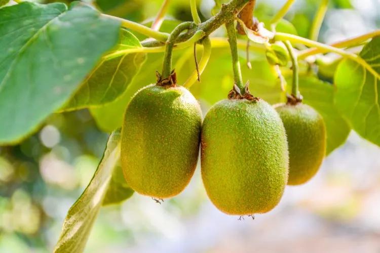 瀹朵埂娓歌,瀹朵埂閭唽