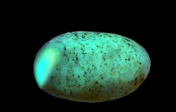 夜明珠这个故事神奇之处在哪里,传奇揭开真假夜明珠之谜