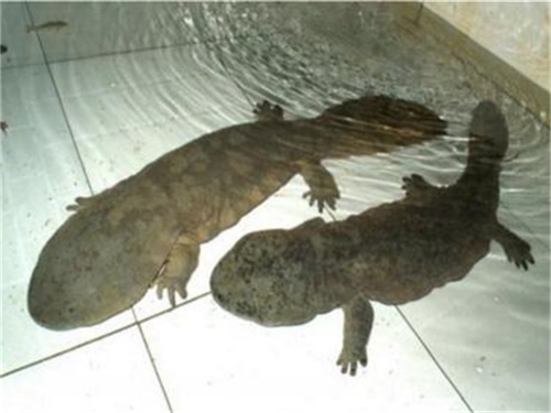 养殖娃娃鱼属于什么品种,娃娃鱼养殖描述