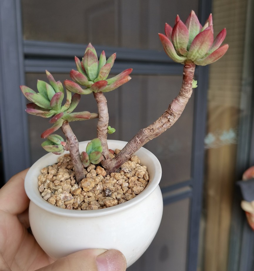 两个月过去了，十元以下的小东西都怎么样了？