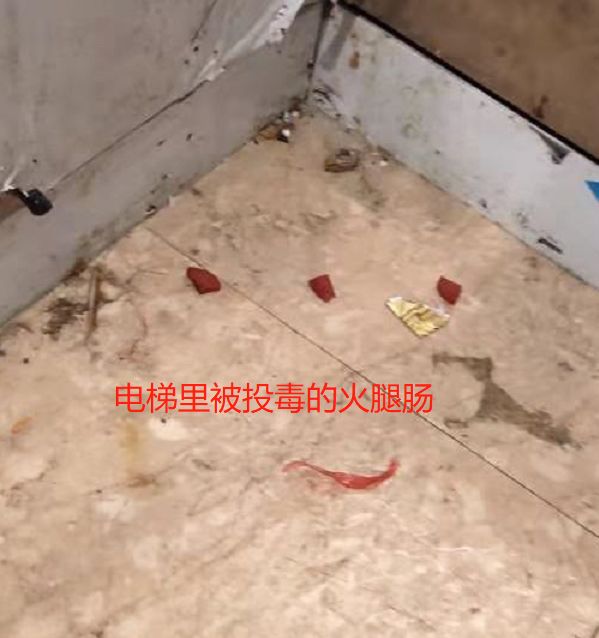 一小区多条狗被毒死怎么办,狗狗误食敌敌畏中毒有什么解法