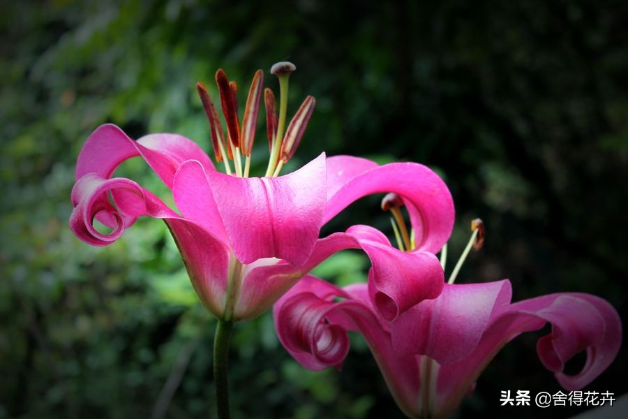 百合怎么养殖爆盆,百合怎样爆花多头