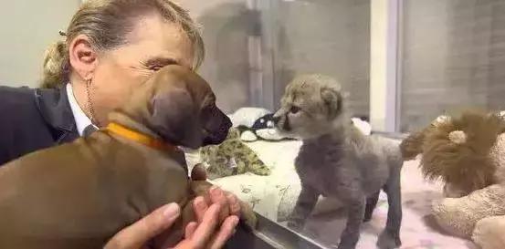 狗狗真是一种神奇的动物,狗狗是什么科的动物