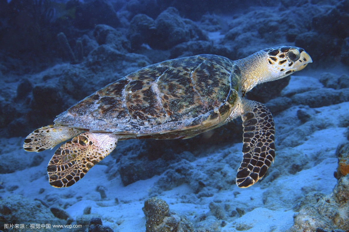 它“避得了邪”,却护不住自己