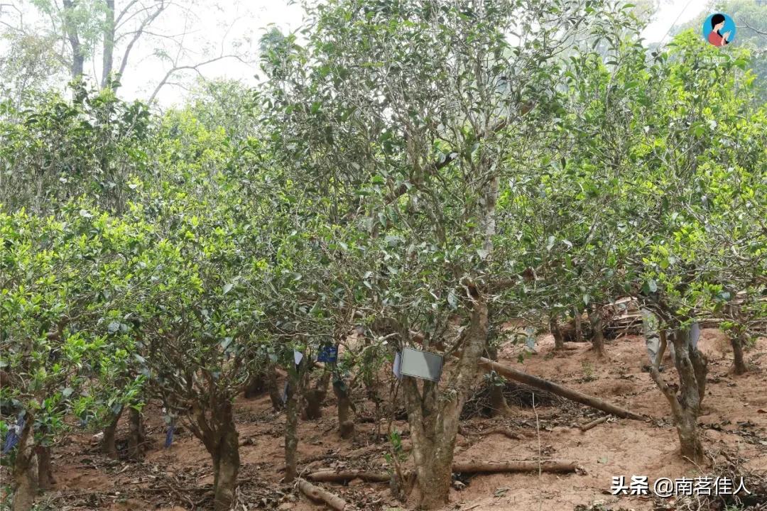 冰岛五寨糯五价格,冰岛五寨谁最有性价比