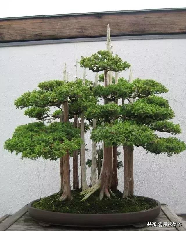 丛林式精品盆景欣赏,丛林盆景浅盆