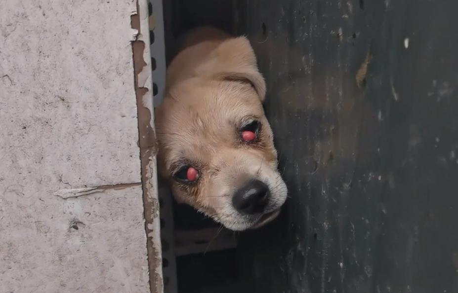 东北:因息肉,小奶狗被赶出家门成为流浪狗,获救后狗狗成功逆袭