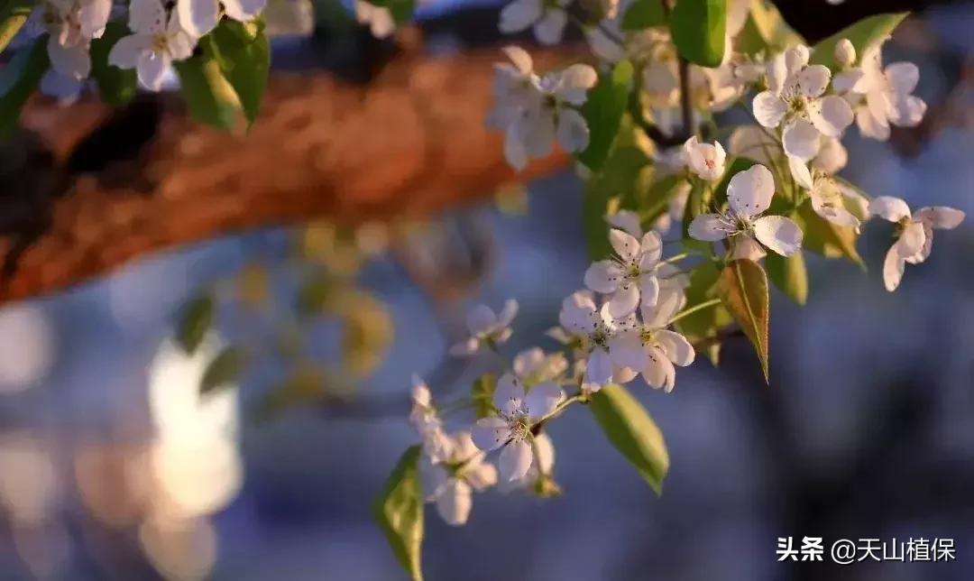 *疆新**库尔勒彻底火了！登上央视让世界瞩目，为库尔勒而骄傲